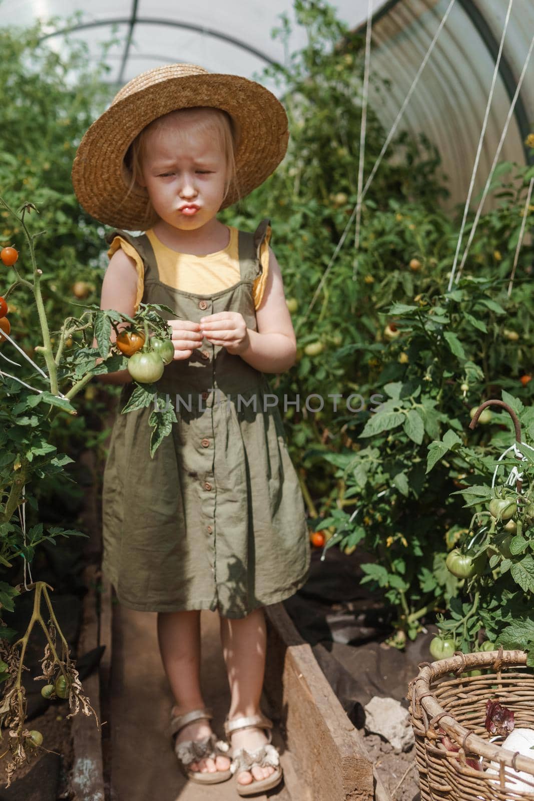 A little girl in a straw hat is picking tomatoes in a greenhouse. Harvest concept.