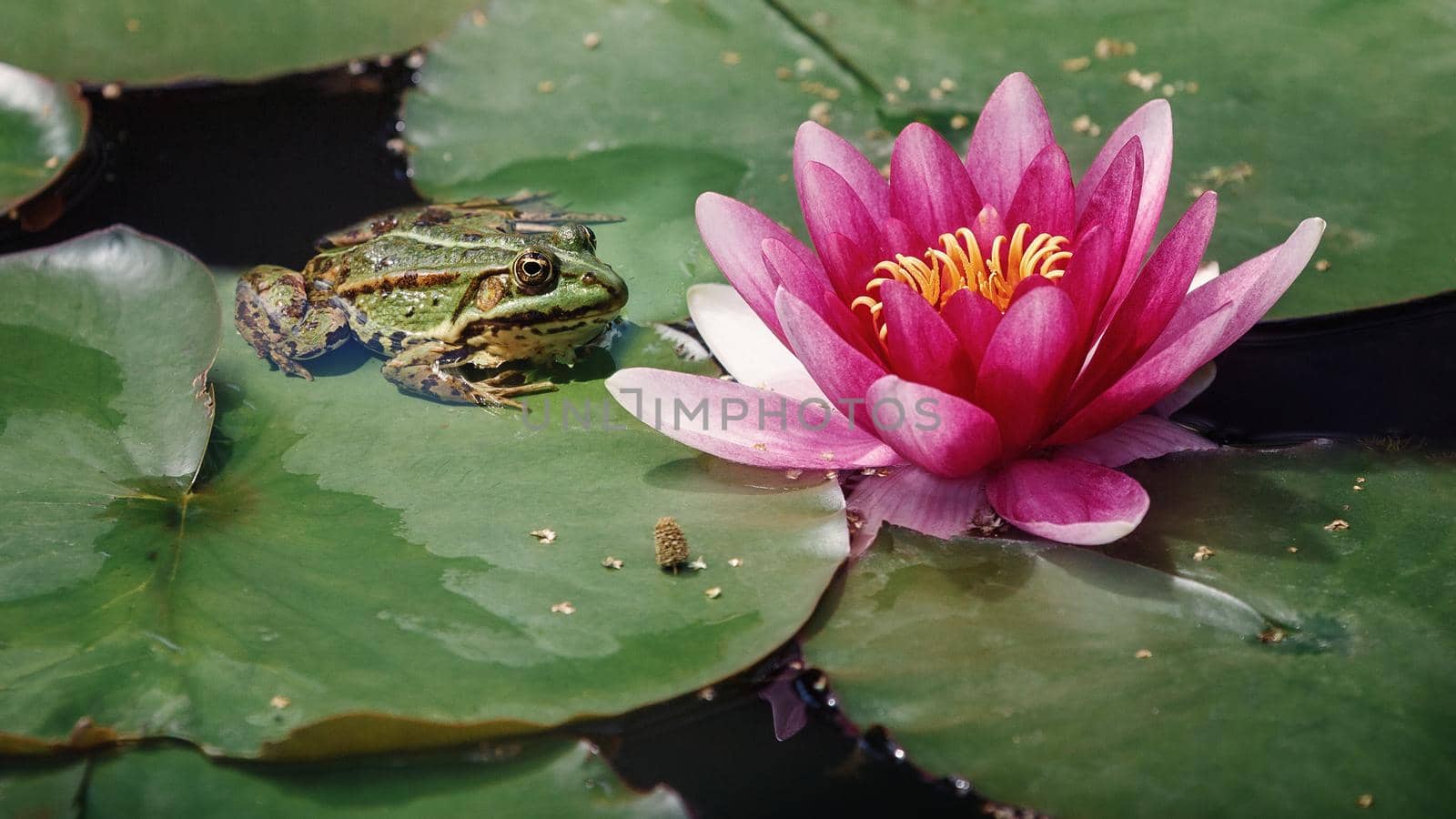 The green frog of pond is sitting on a green leaf, next to a pink big lily flower