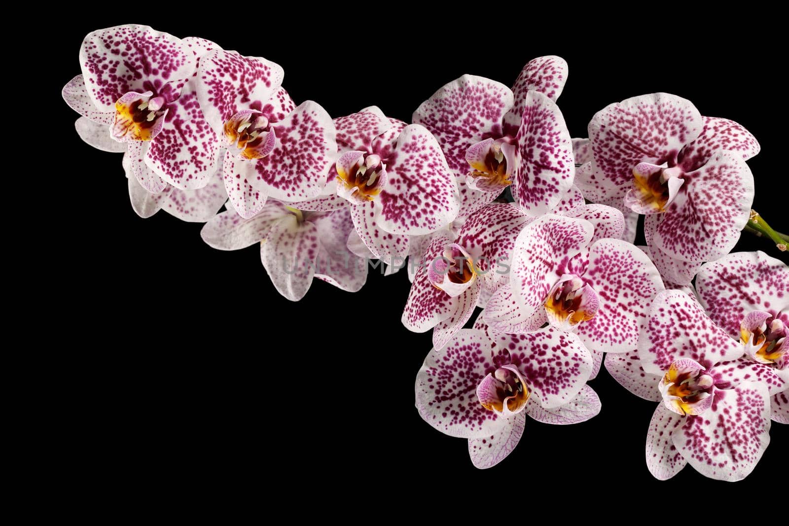 Beautiful Phalaenopsis orchid flowers, isolated on black background by Lincikas
