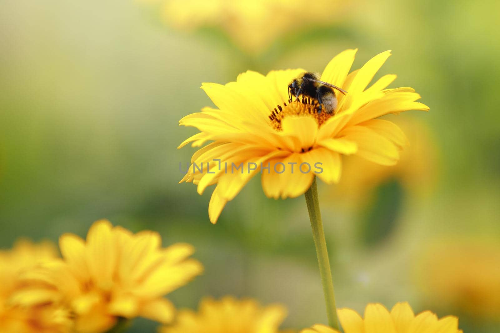 Yellow echinacea flowers in full bloom, and bumblebee collect honey on the petal. by Lincikas