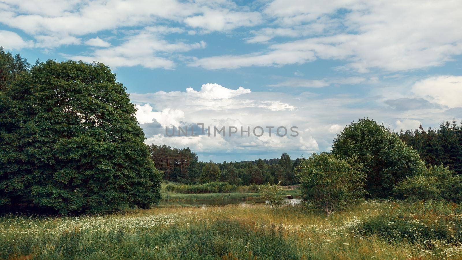 White flowers on green meadow, forest and lake on horizon and white clouds on blue sky by Lincikas