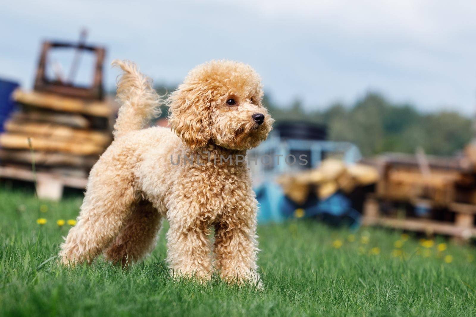 Miniature golden-brown poodle on the green lawn.