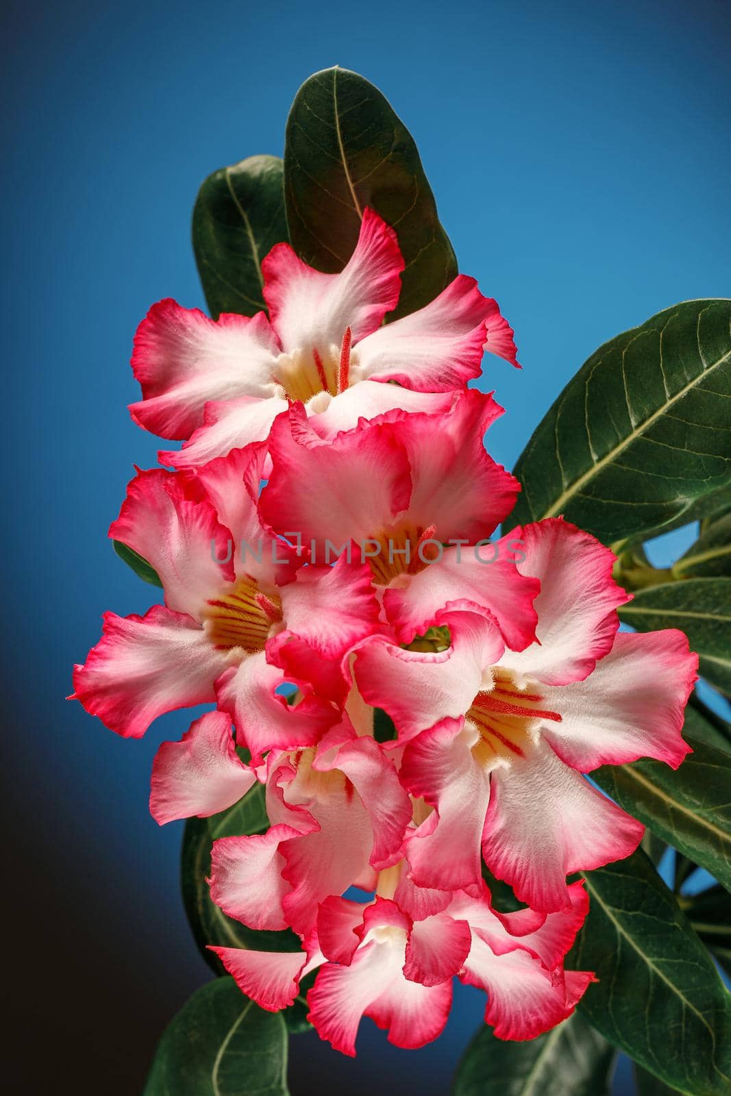 Beautiful Desert rose flower in the garden with blurry green leaf in the background, Mock azalea flowers, Impala lily flower. Blue turquoise background