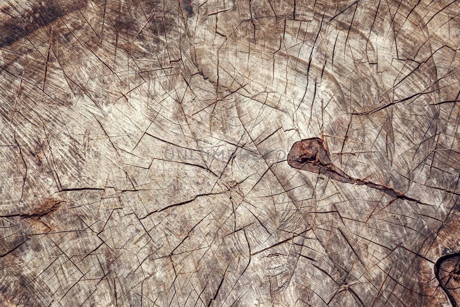 Tree trunk stump cut top view on ground ground. Stump wood root - cut down with chainsaw. Tree felling overhead view from above photo. by Lincikas