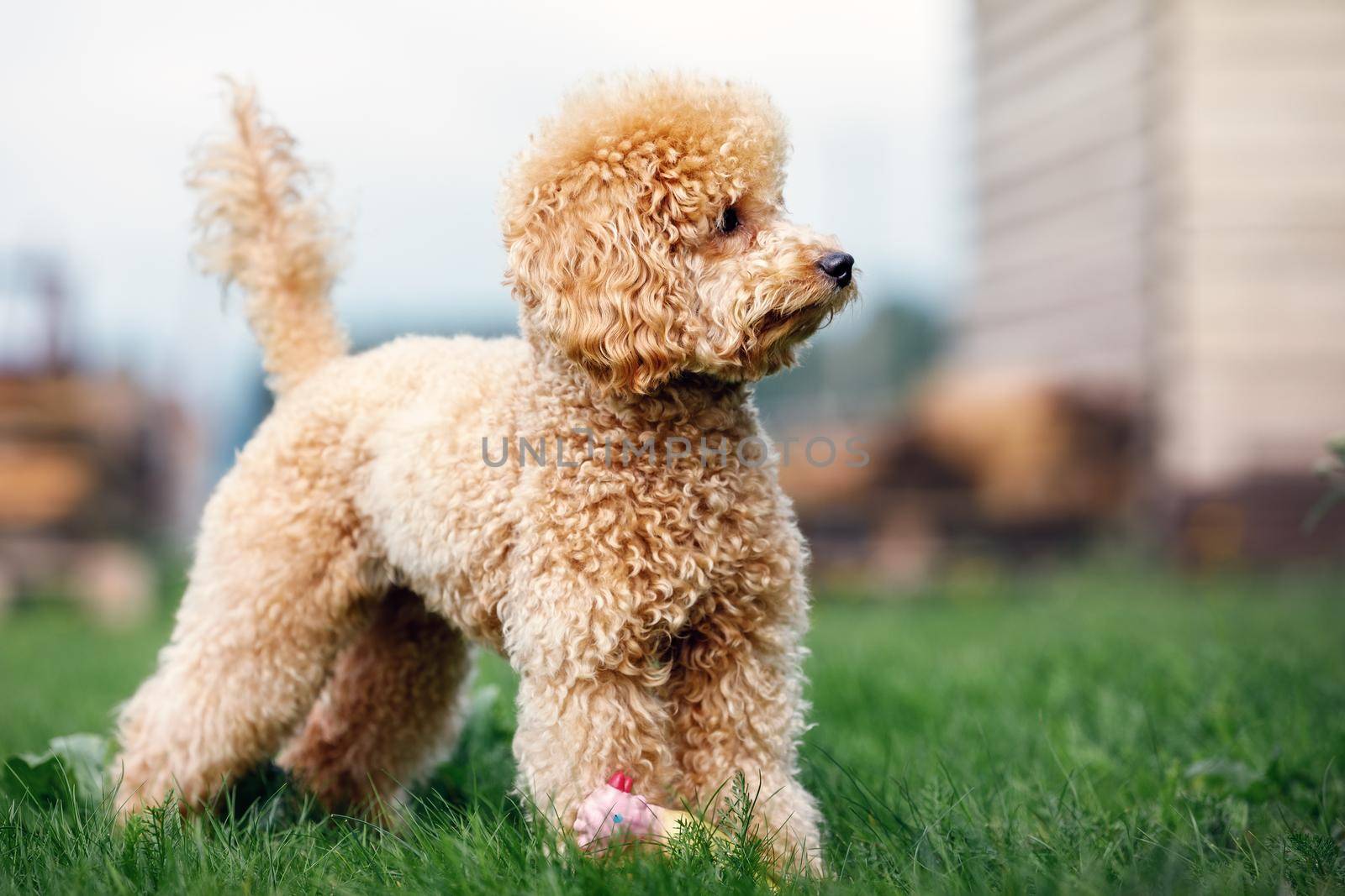 A portrait of a peach-colored little poodle puppy standing in the yard on the grass and looking into the distance. by Lincikas