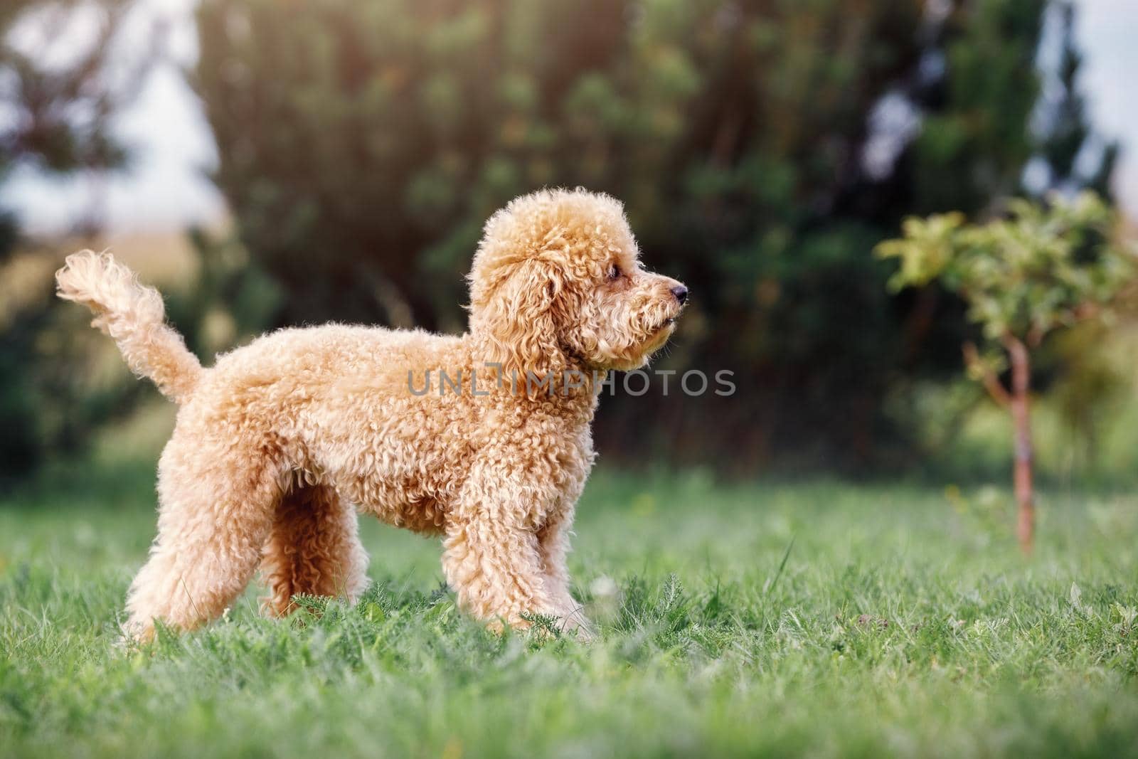 Toy poodle puppy on green grass. Horizontal photo, side view.