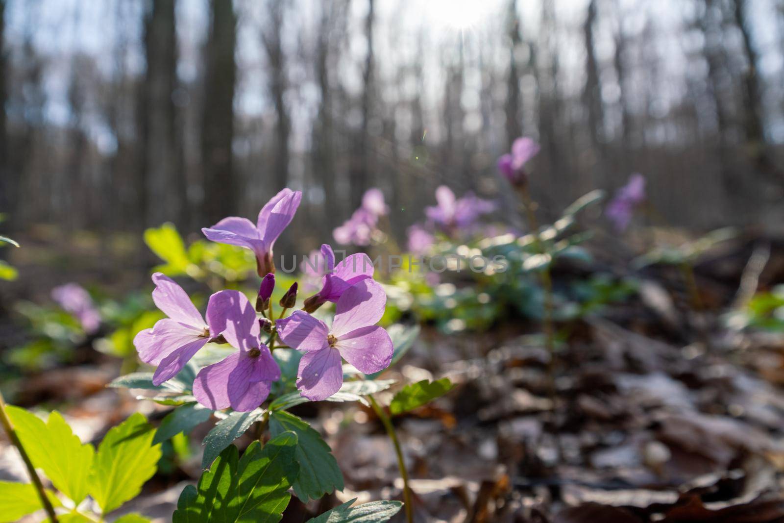 First spring forest flowers, Cardamine Dentaria bulbifera, selective focus. Purple and lilac forest flowers. Beautiful spring floral background by Matiunina