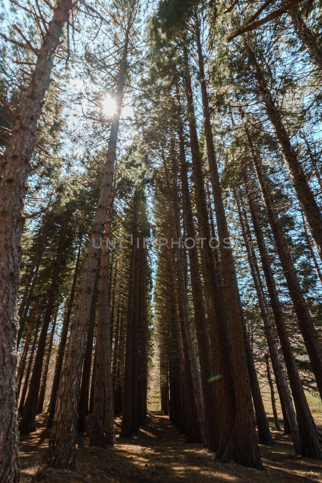 secuoyas park, sequoias park with sunbeams.