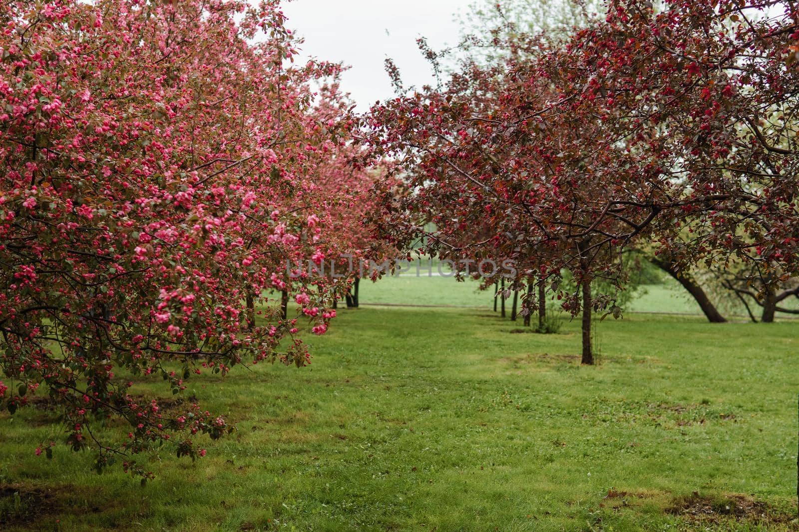 Alley of pink apple trees in the park