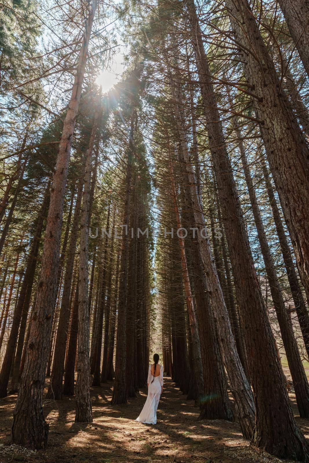 A girl in a white dress and a long braid travels alone through the forest of tall Sequoiadendron giganteum, rising into the sky on a sunny day.
