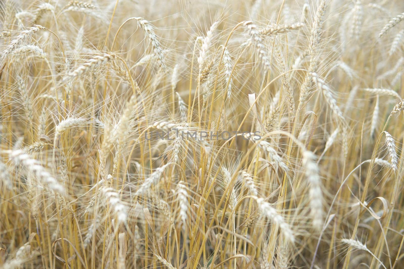 Ears of wheat growing in the field. The concept of harvesting.