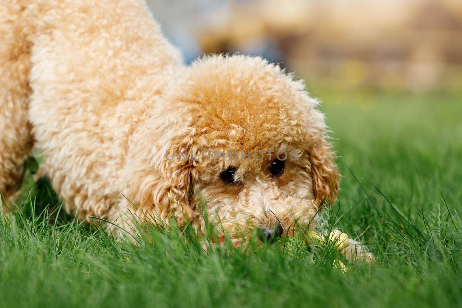 A cute puppy poodle is playing and hiding in the grass by Lincikas