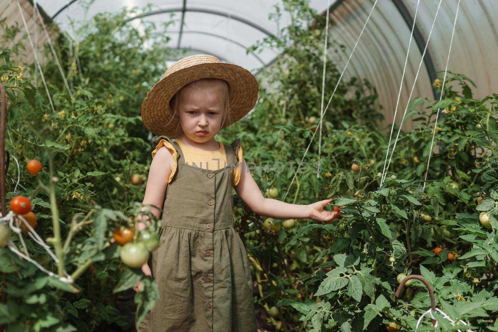 A little girl in a straw hat is picking tomatoes in a greenhouse. Harvest concept.