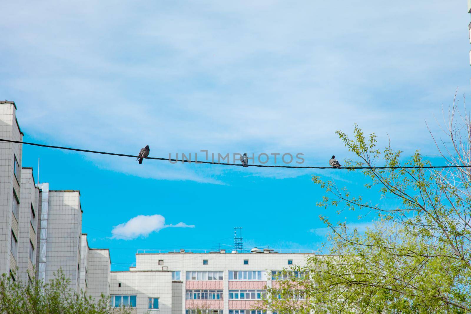 Birds and wire under old town buildings