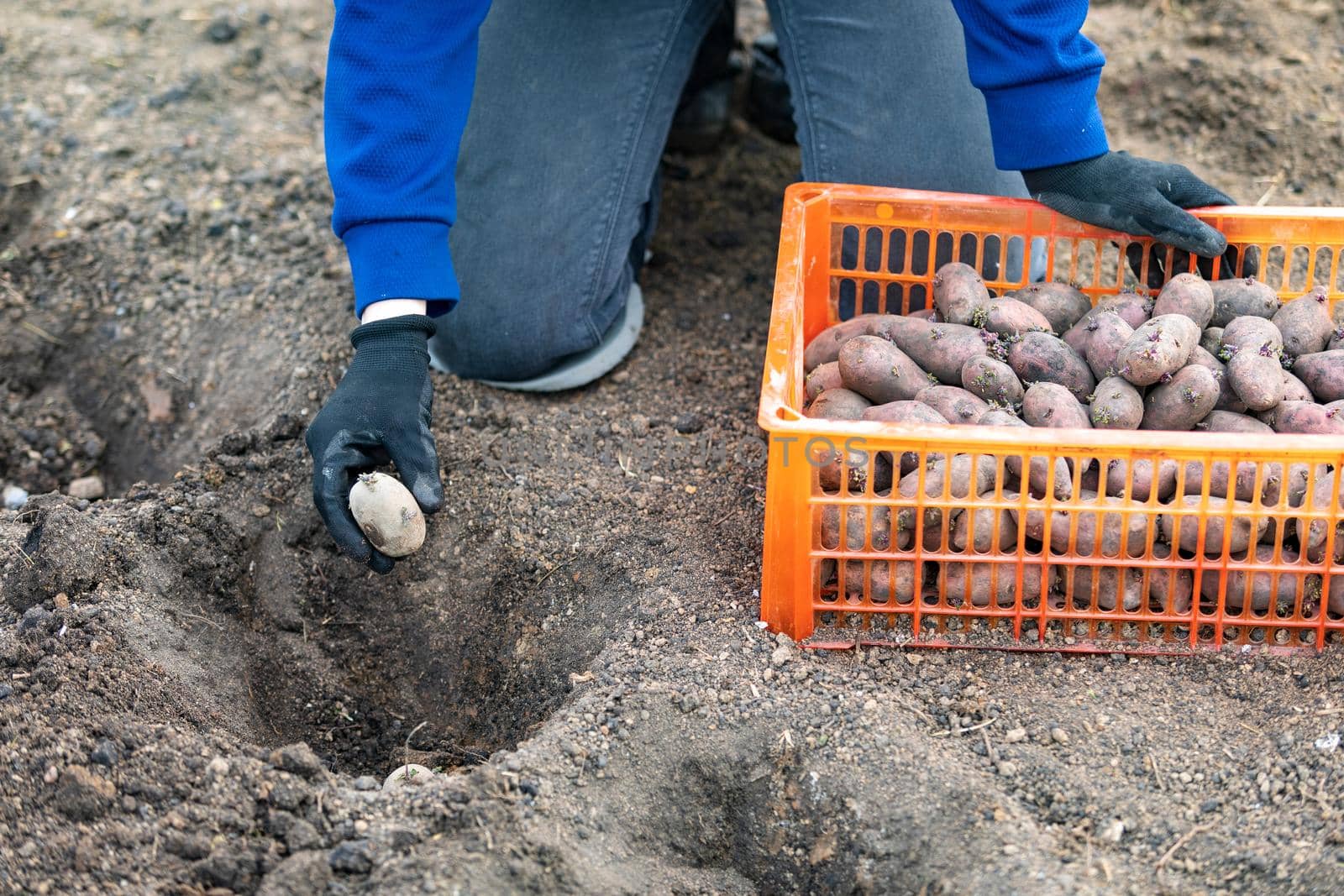 Process of seeding potato tubers into the ground