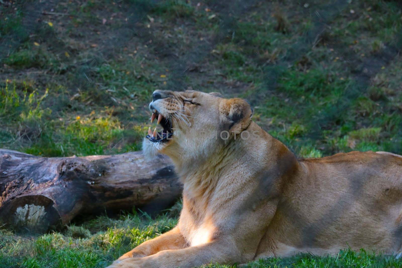 The lioness lies on the ground with her mouth open