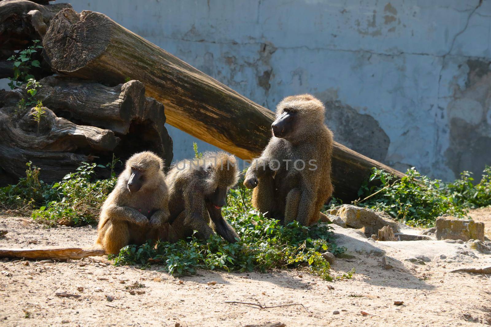 Macaques are sitting on the ground in the park