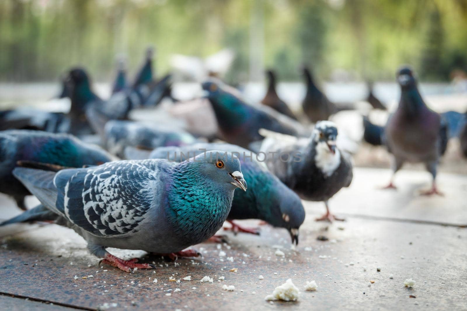 City pigeons eat bread crumbs on the embankment.