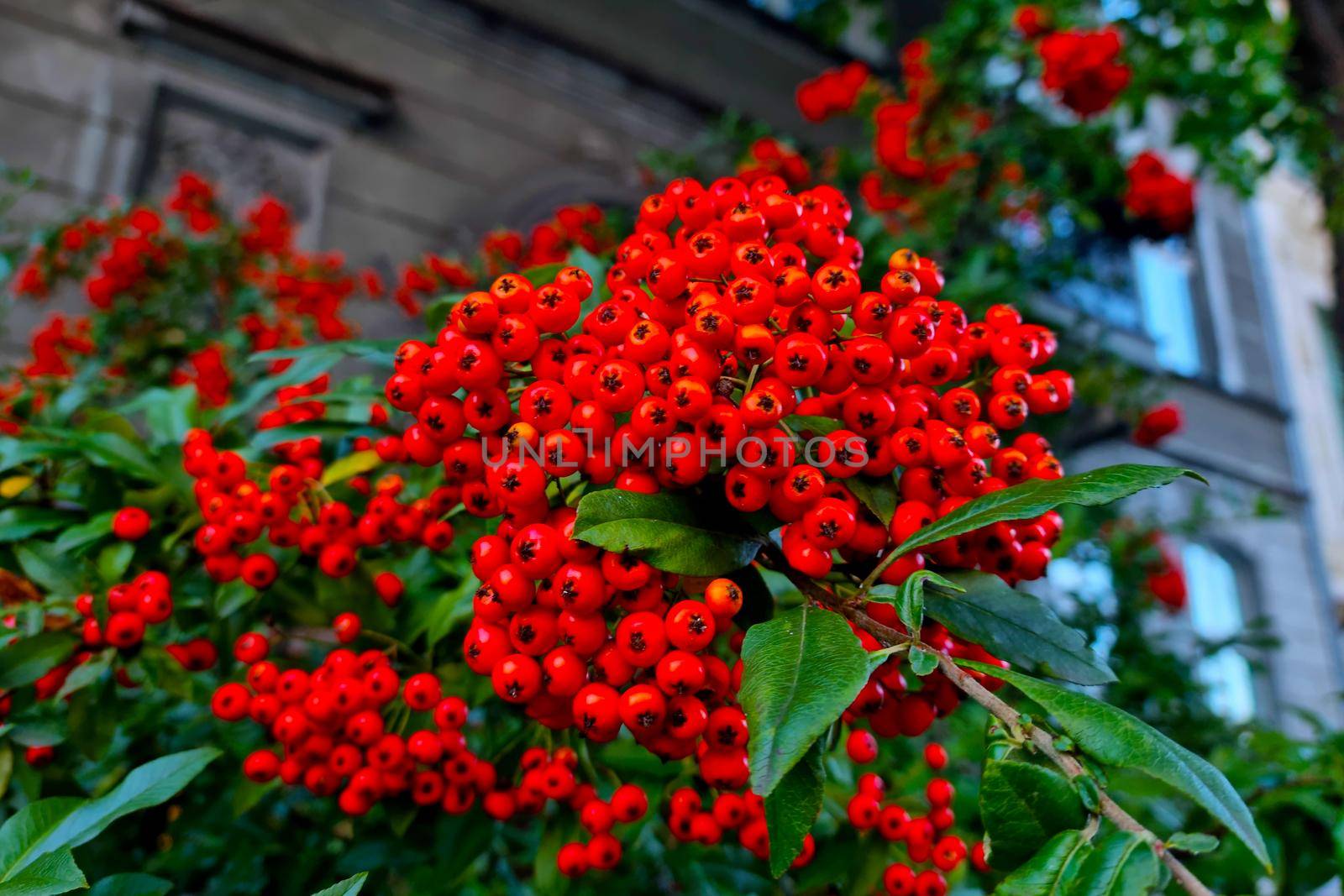 Beautiful bright red bush in the garden in summer. by kip02kas