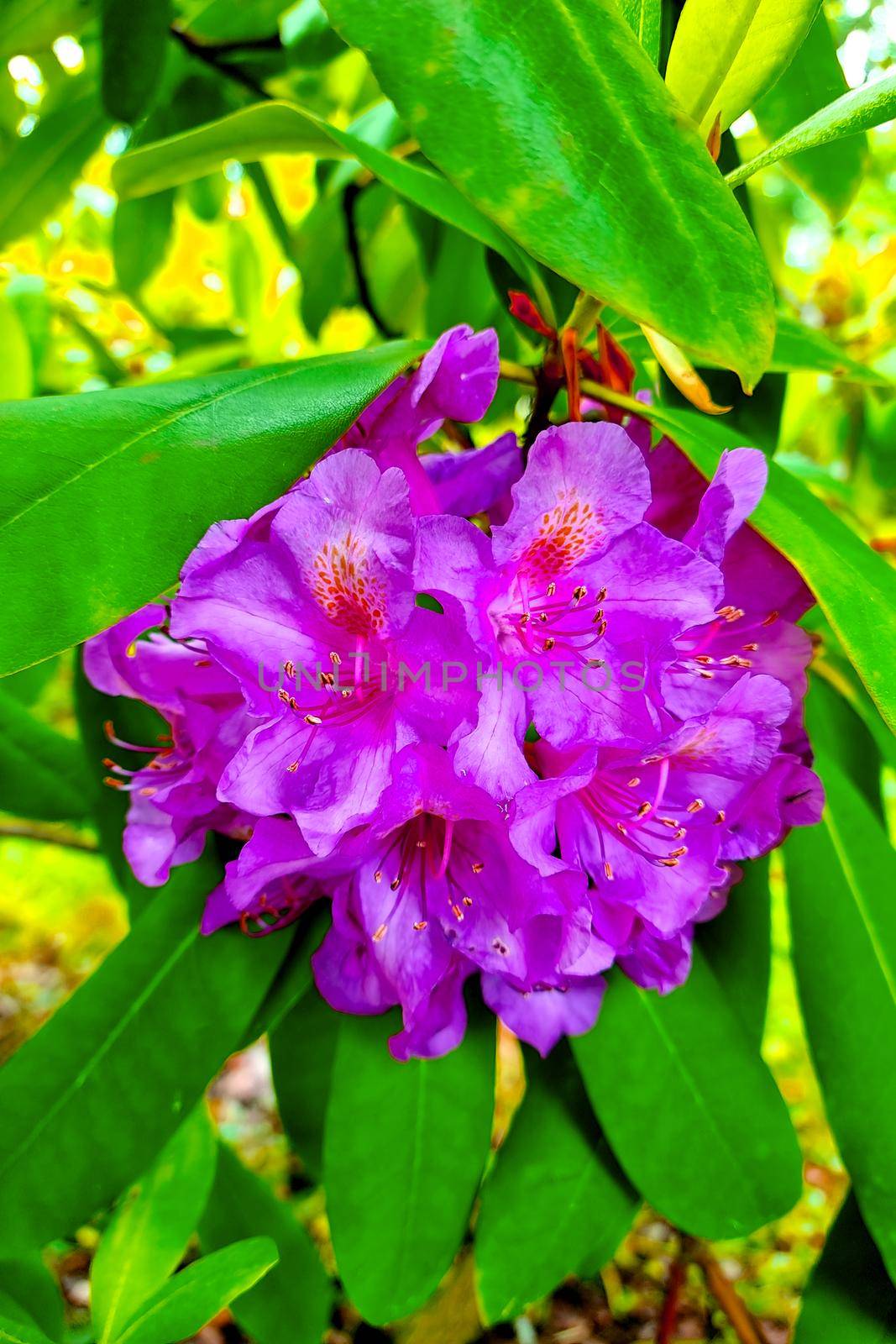 Close-up of a bright flowering branch of rhododendron in the park