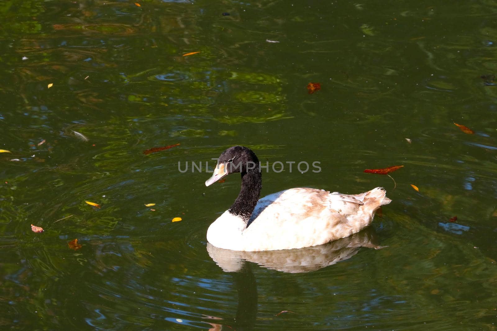 A wild duck swims on the lake. Migratory birds
