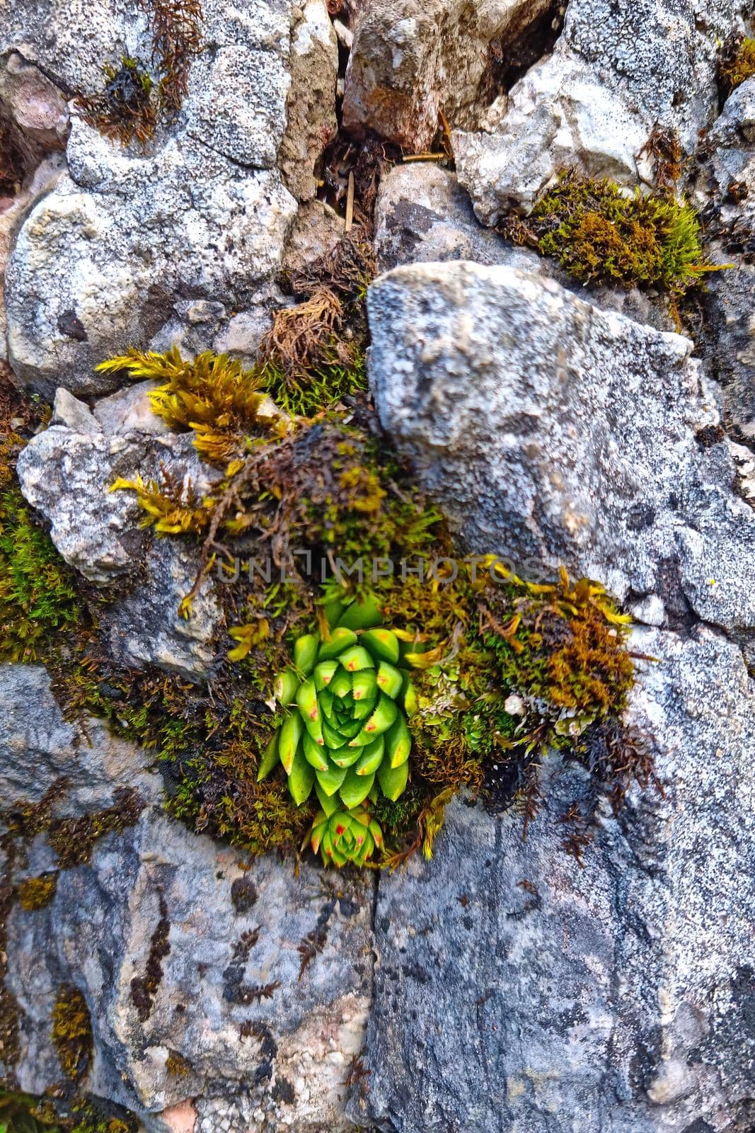 From the rock grows green moss and sucullenta in the forest