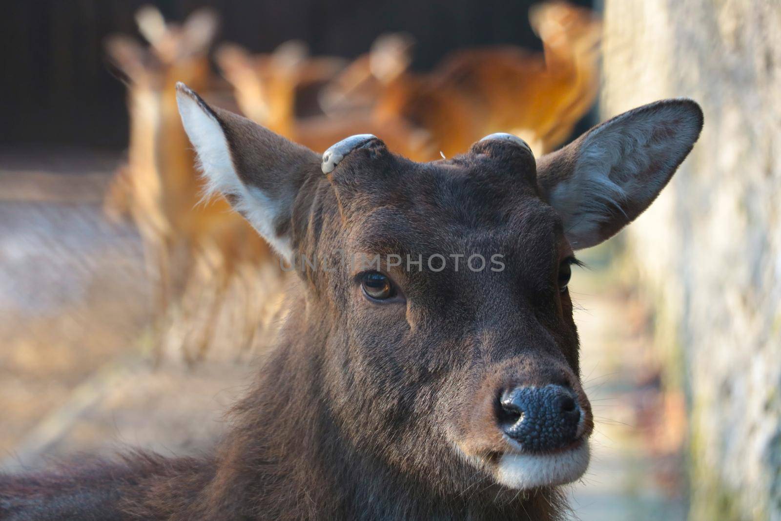 Portrait of a wild deer without antlers in the wild. by kip02kas