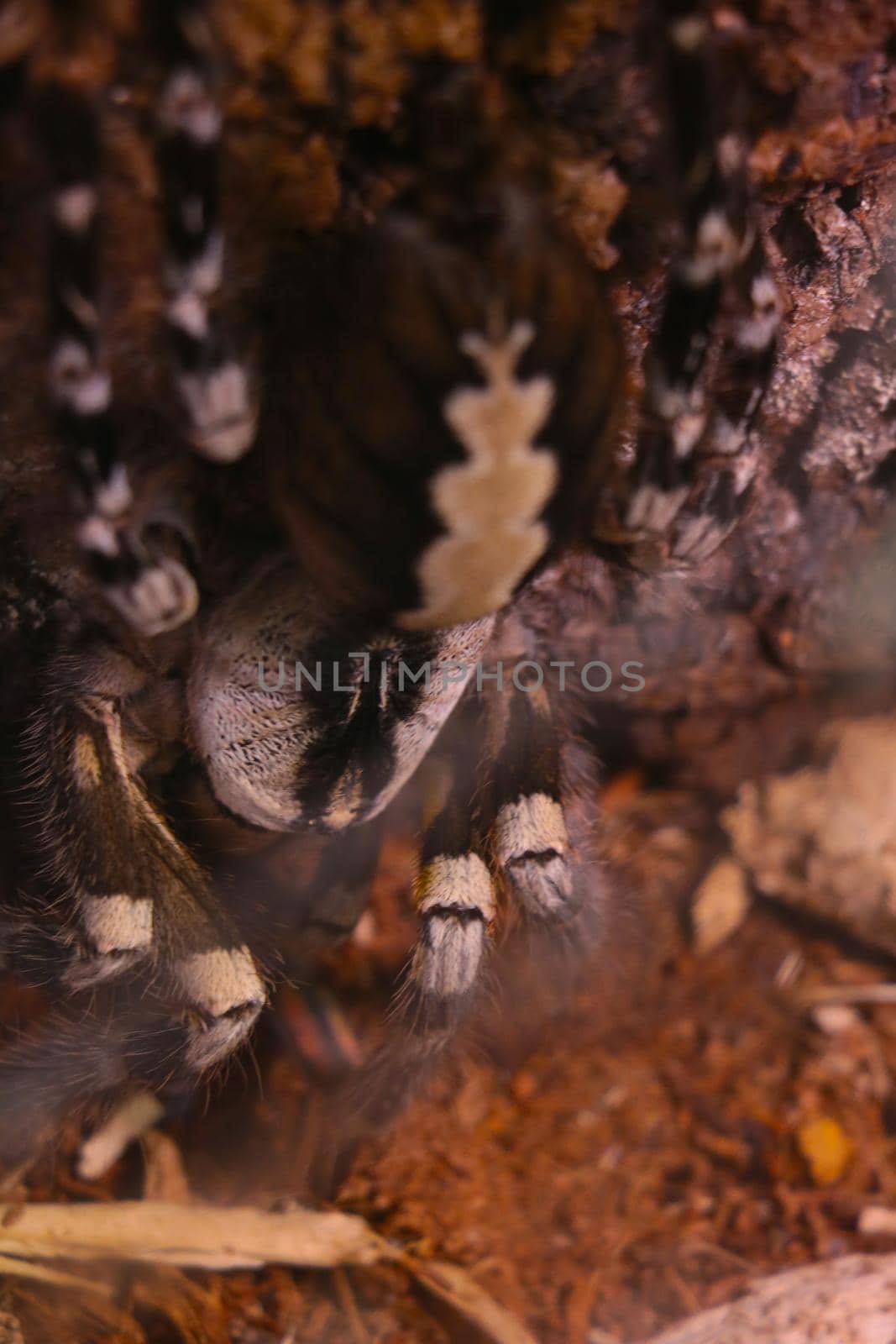 Selective focus. View of a large venomous spider
