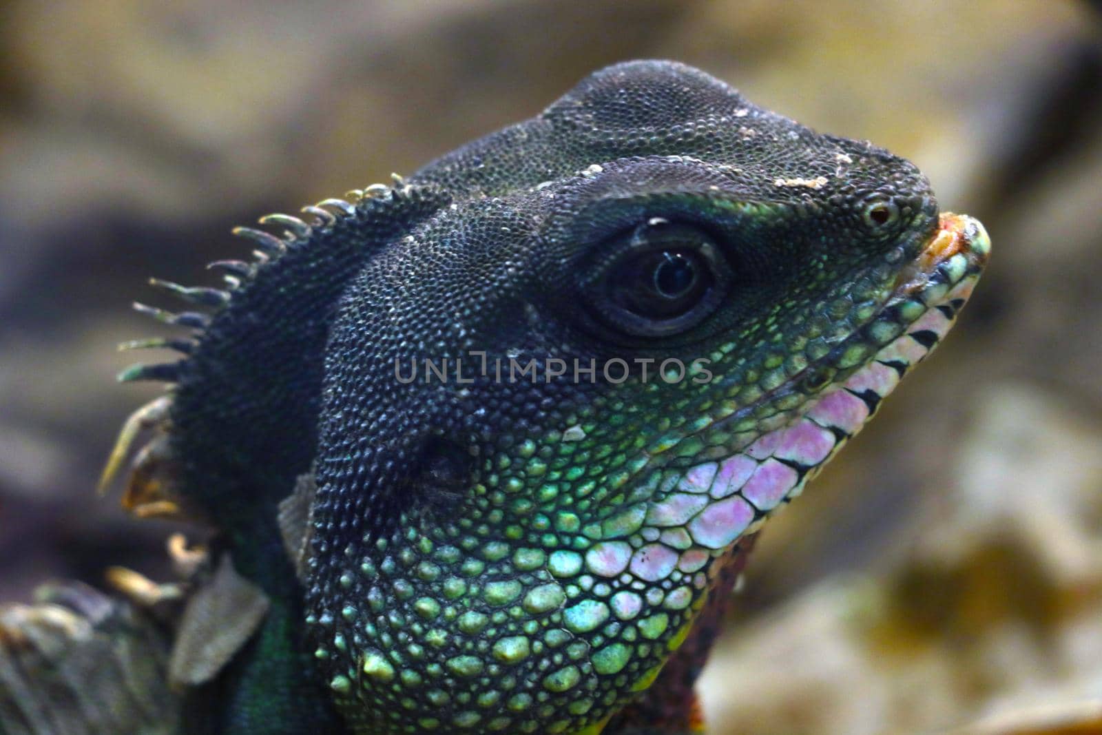 Close-up of a green lizard or homeleon