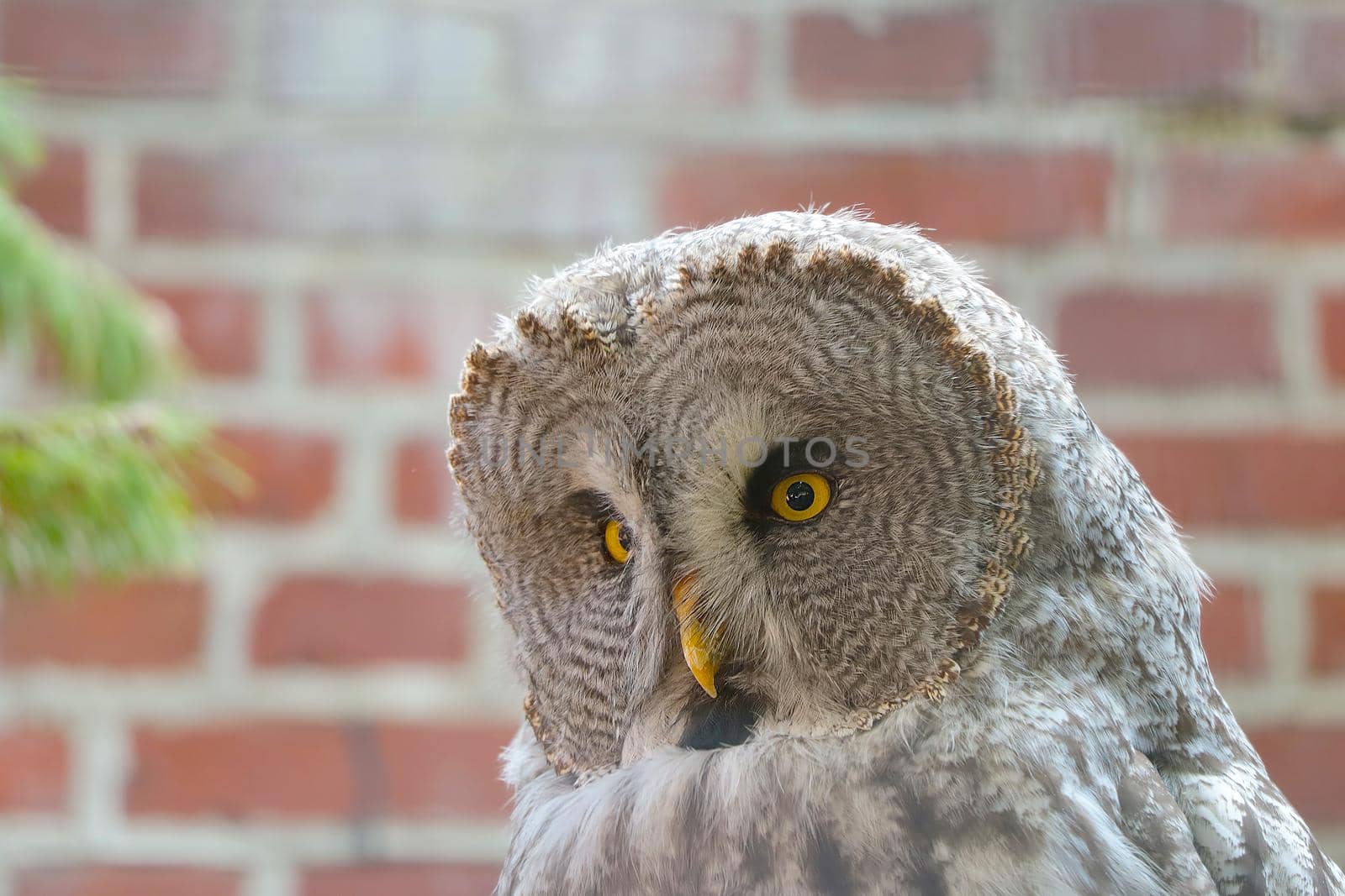 Portrait of a large gray owl in the wild