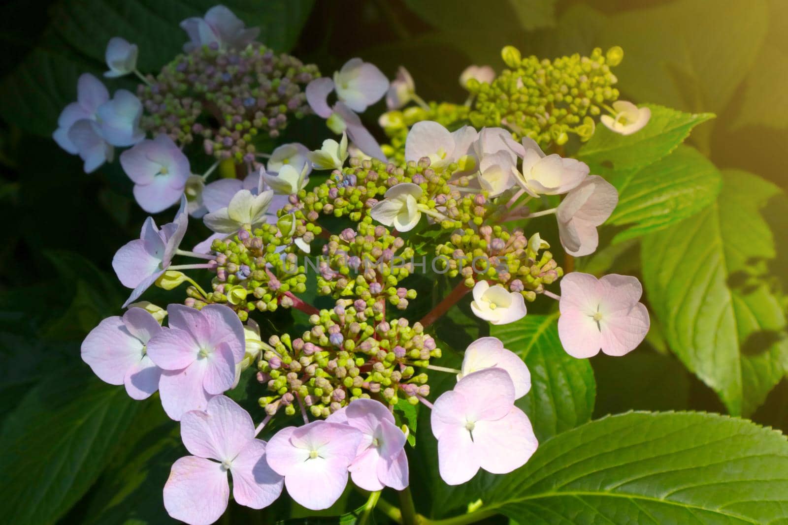 Beautiful background of flowering hydrangeas in the park in spring