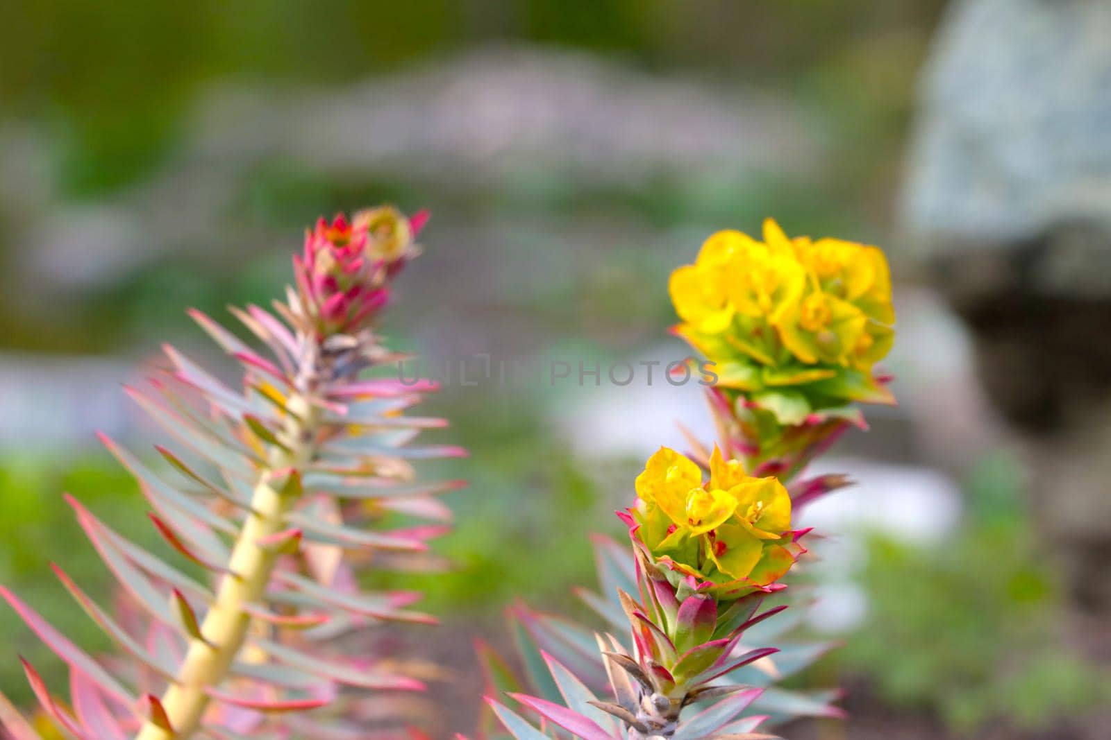 Selective focus, a flowering branch of a bush in the park in the spring