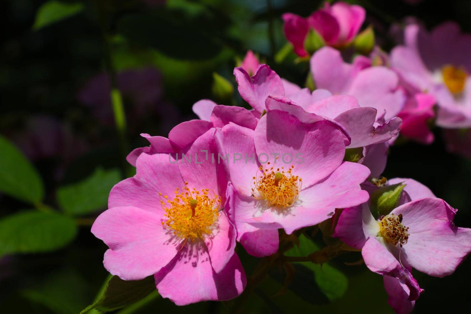 Beautiful flowering roses bloom in the garden. Briar
