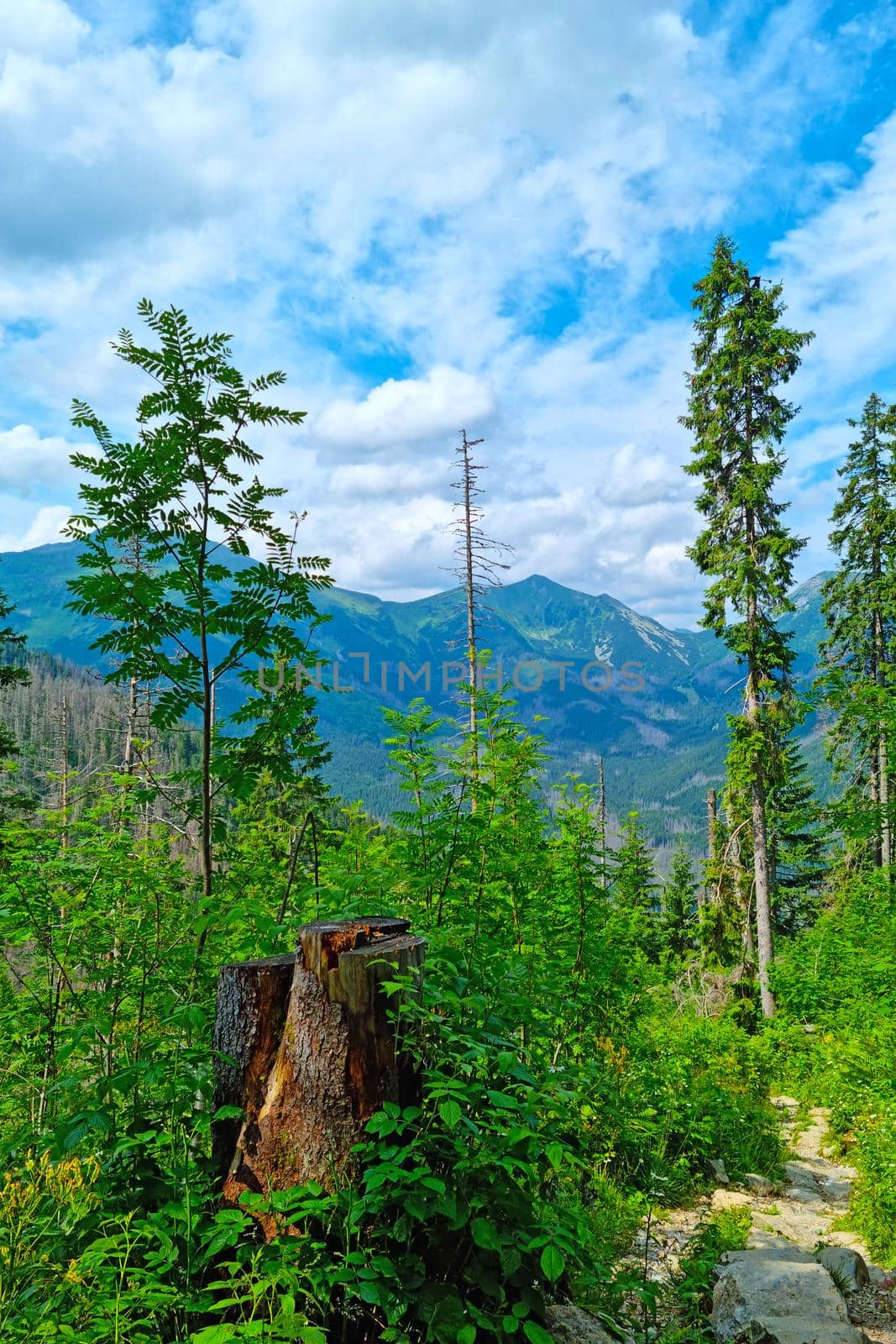 A picturesque mountain landscape on a sunny day in spring