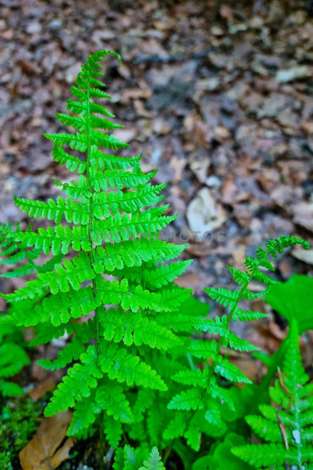 Close-up of the green leaves of a fern in the forest