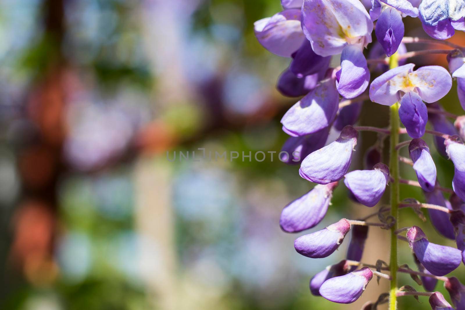 Flowing and blooming wisteria, purple flower by Taidundua
