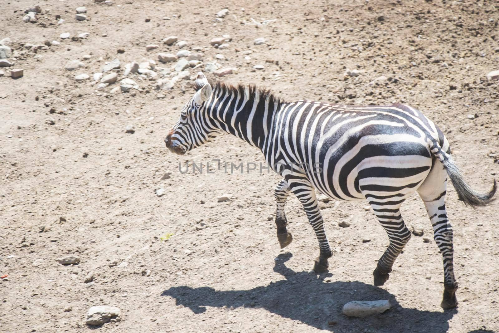 Zebra in zoo, daylight and sunlight by Taidundua