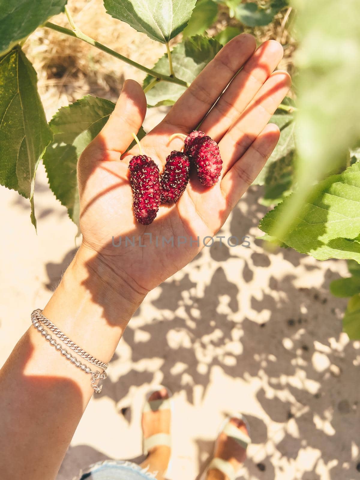 The close up picture of a young woman's hand holding mulberry berries on her palm with green leaves on the background. A fresh crop of mulberries from the tree.