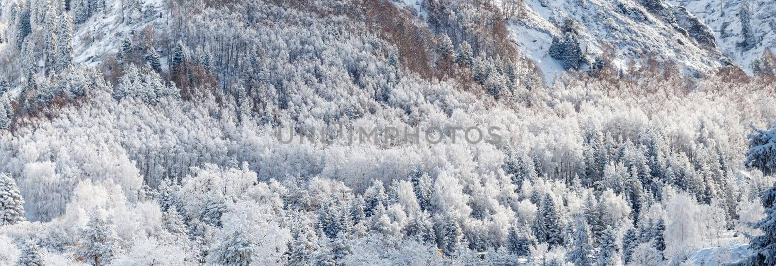 Snowy fir trees cover the mountains background. Beautiful winter landscape with snow covered trees.