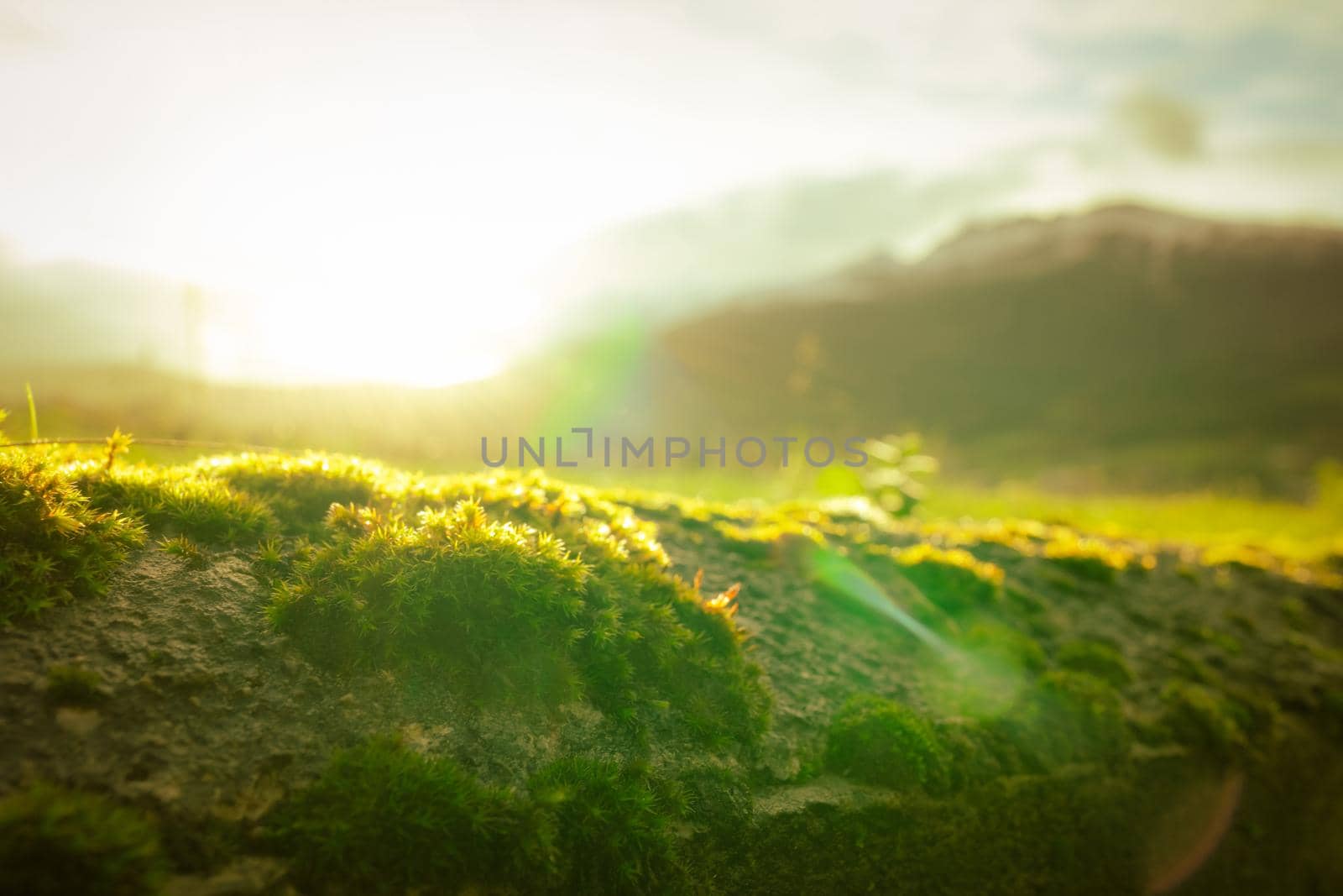 Small green moss on blurred mountain background. Environment day and earth day background. Green moss is covered on top of concrete wall with morning sunrise. Nature wallpaper. Green moss in nature.