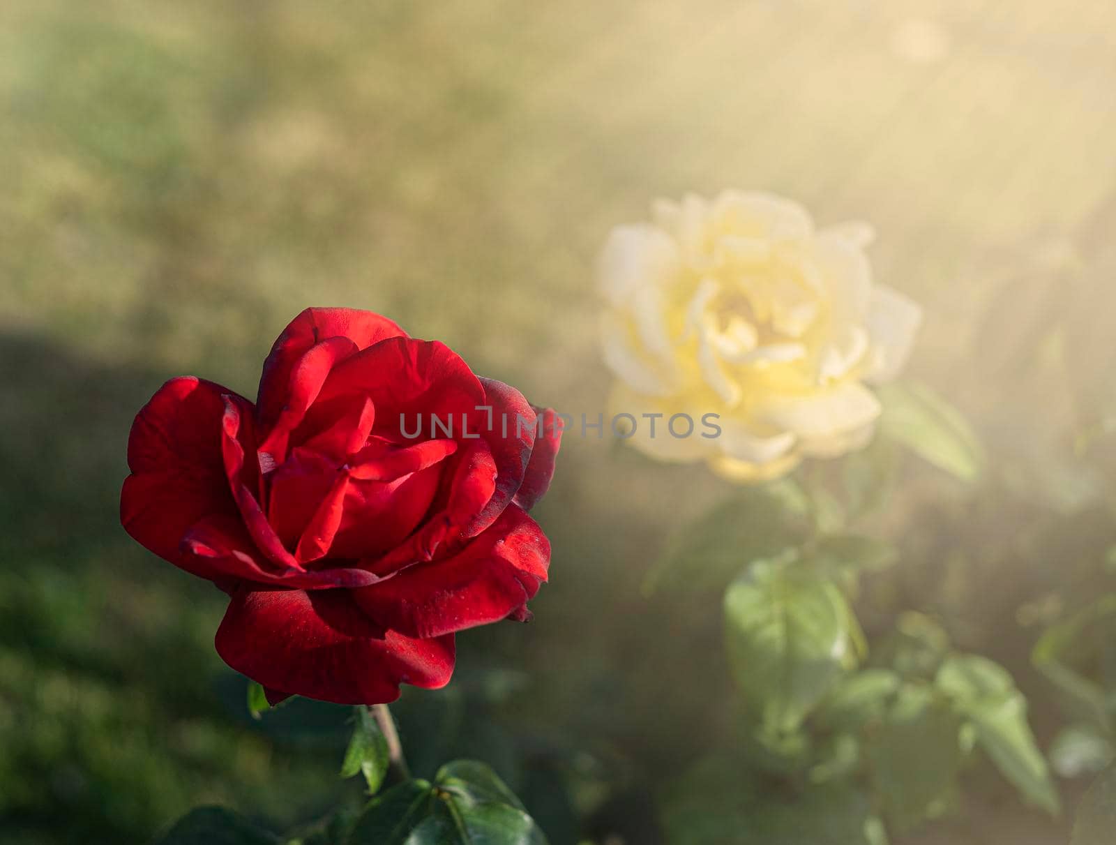 Red Roses in the garden in the rays of the sun