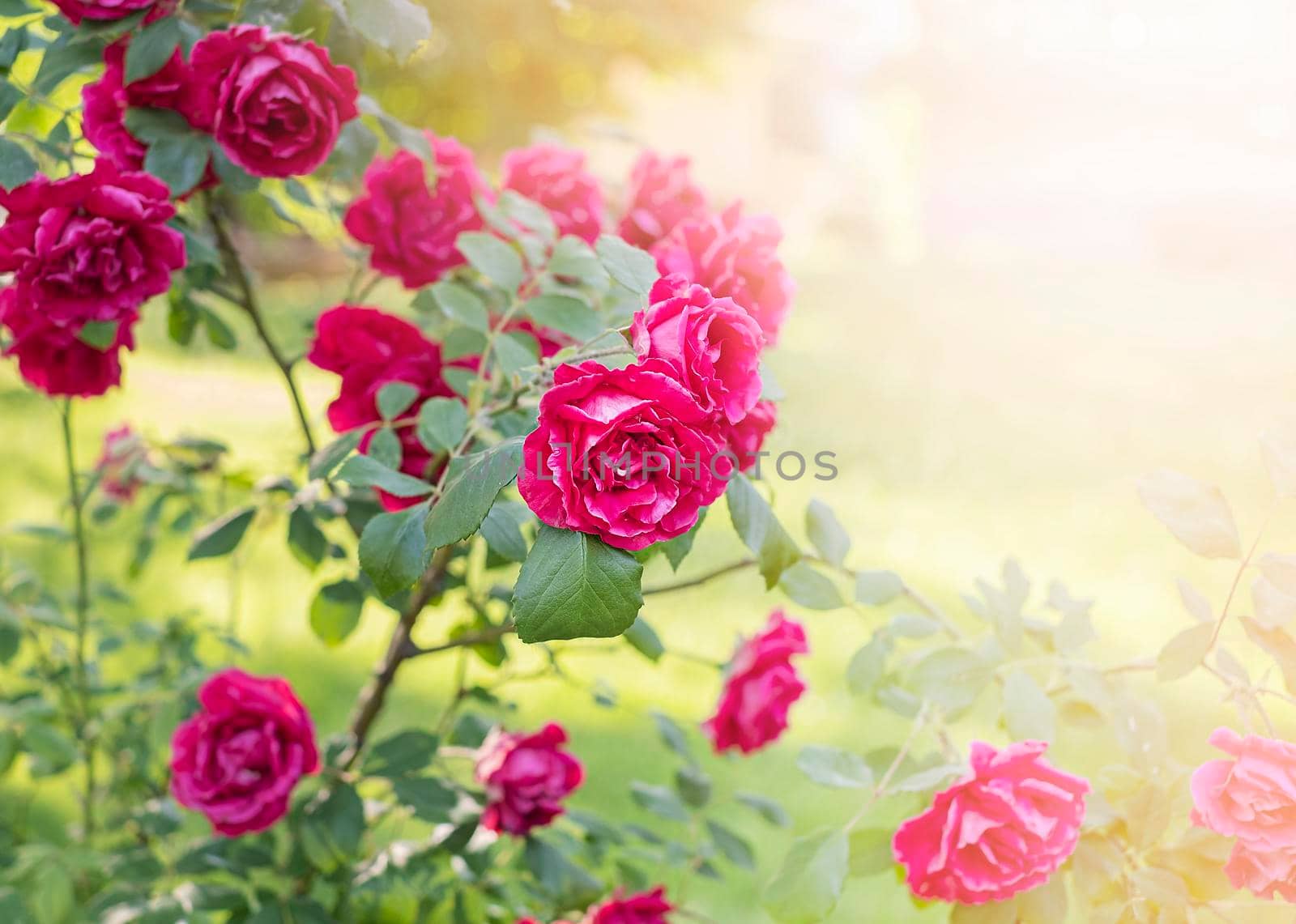 Bush pink Roses in the garden in the rays of the sun with copy space, banner