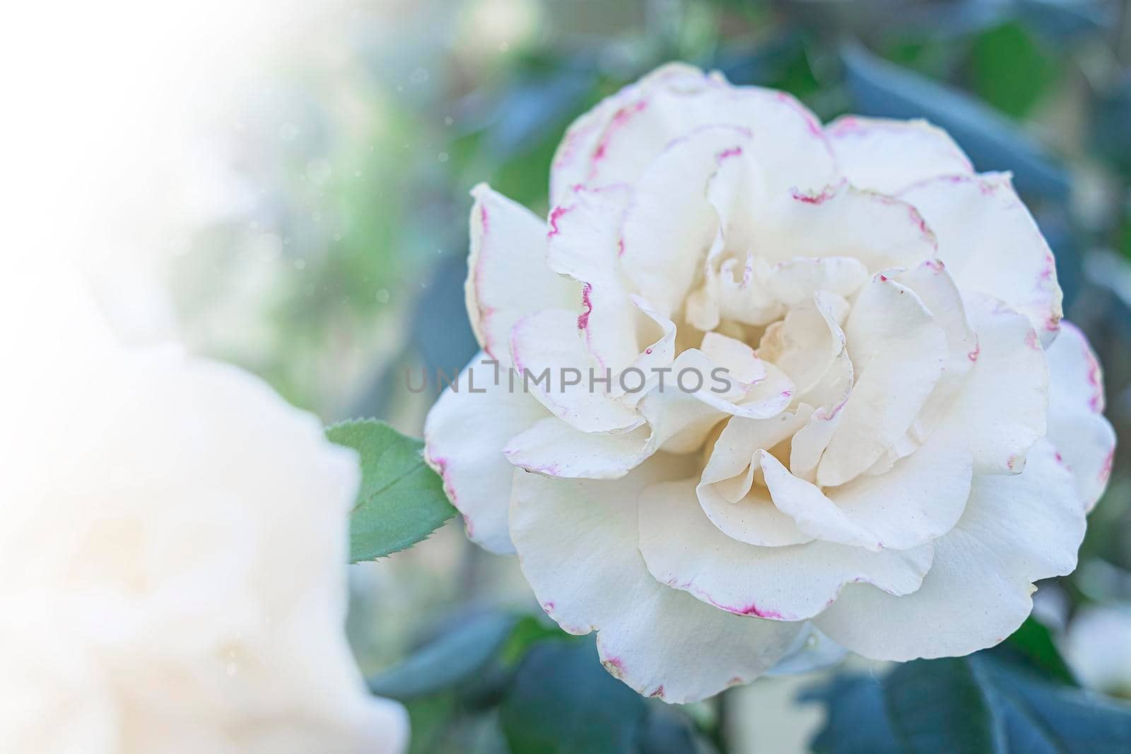 beautiful white Rose in the garden in the rays of the sun