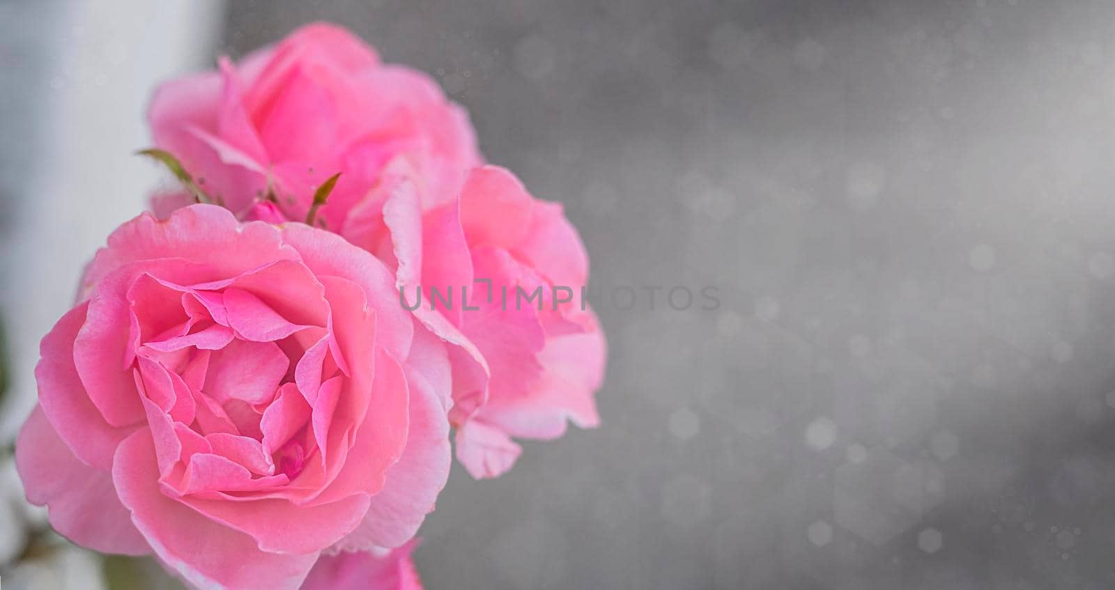 Pink Roses in the sun on grey background by Annavish