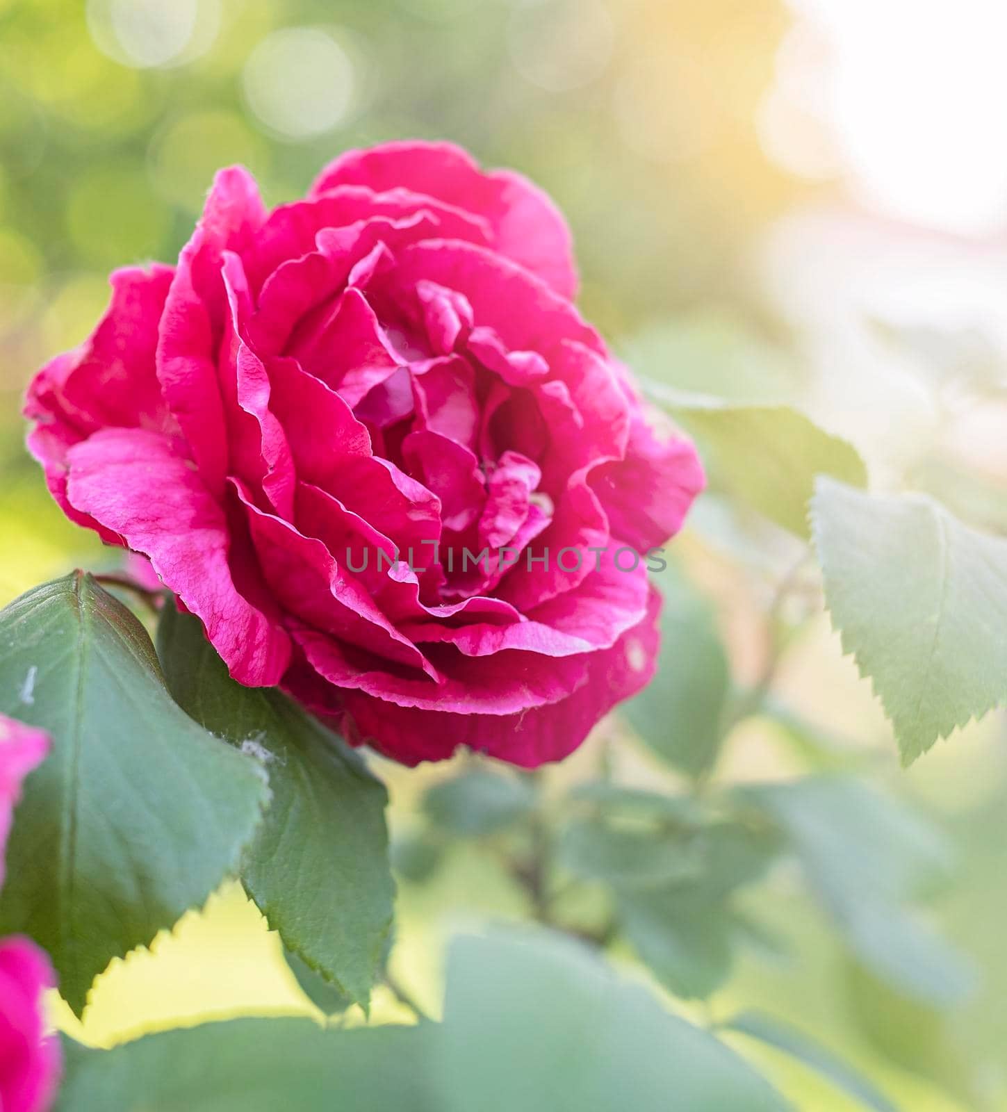 beutiful pink Rose in the garden in the sun by Annavish