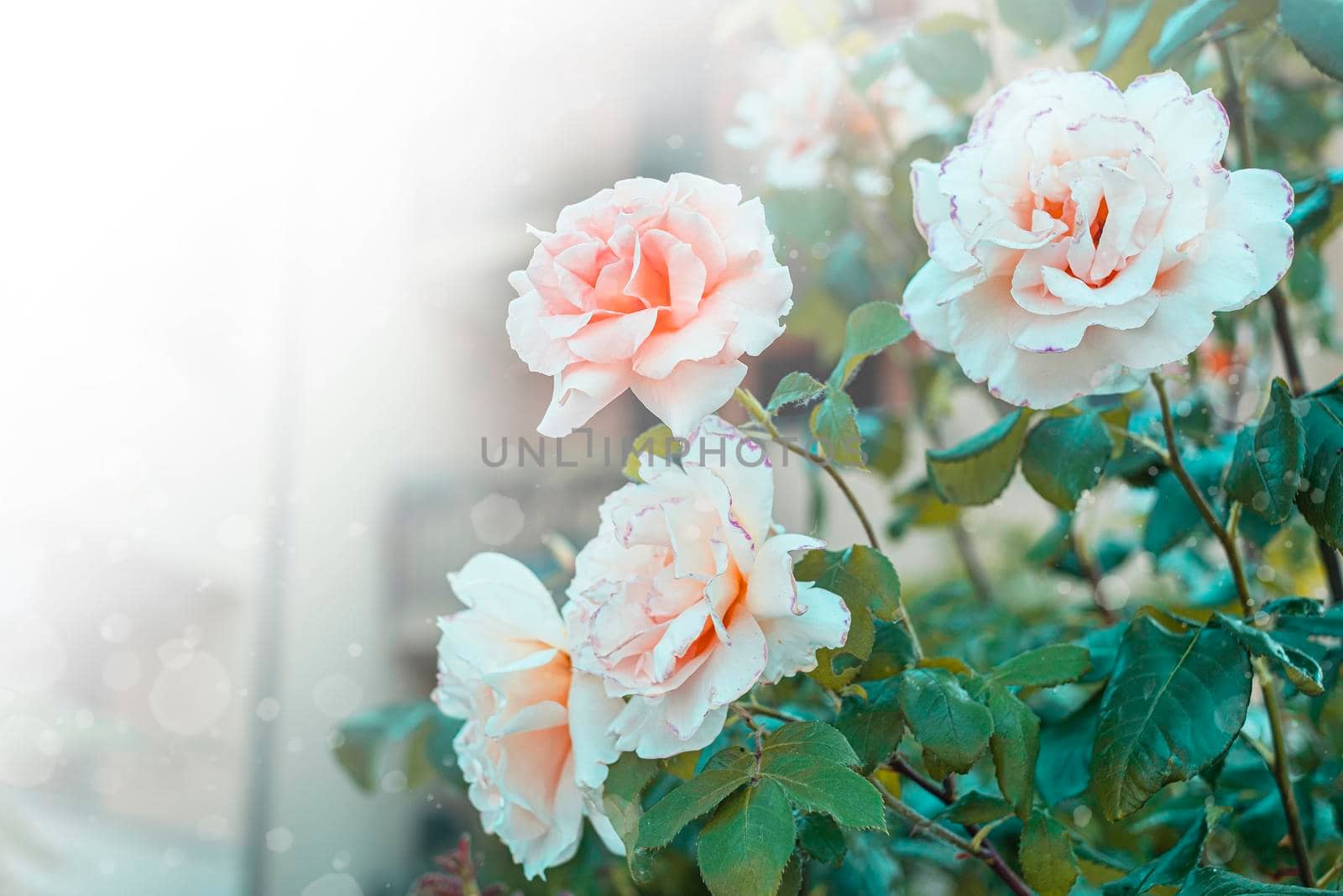 bush white Roses in the garden in the sun by Annavish