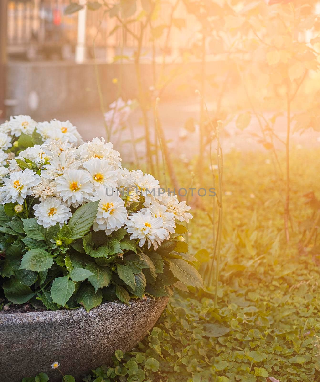 beutiful white flowers in the garden in the sun. Vertical photo