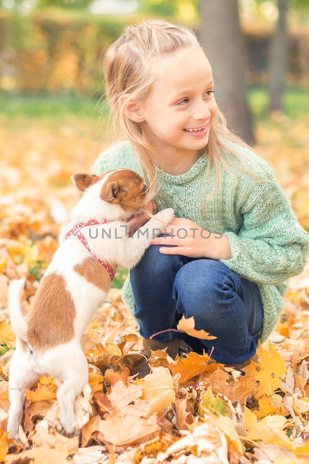 Small purebred dog with little caucasian girl playing in the autumn park.
