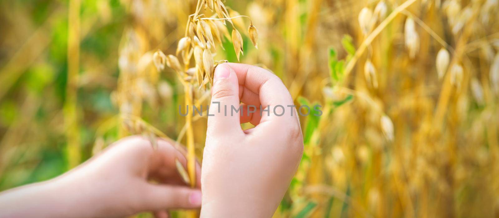 Close up of child's hand holding the ears of oats in the field in summer.