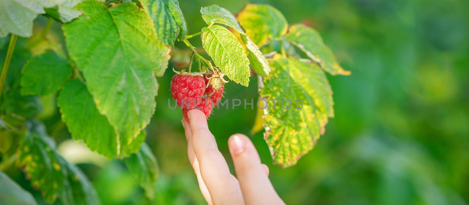 A hand touches fresh raspberries on a bush of organic berries fruit farm. Harvesting raspberries by a child.